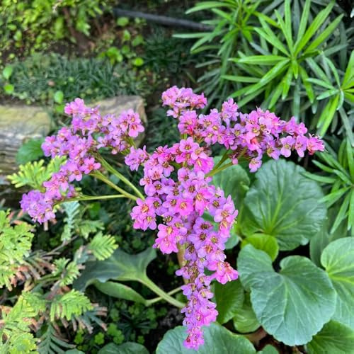 bergenia Jardín decoraciones otoñales verdes rocas interior 300semillas
