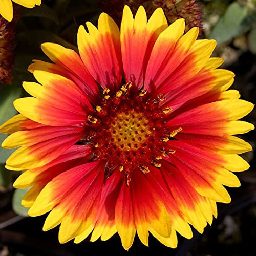 Welldales 50 Giant Gaillardia Garden Flower Seeds to Plant Grow Coloured Meadow Wildflower