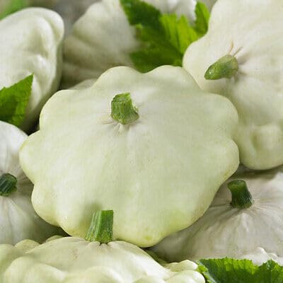 Buy4seeds Vegetable Summer Squash White Patty Pan 40 Seeds Zucchini Easy for Grow Garden