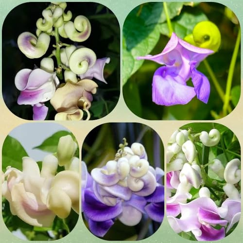 Semi di fagiolo lumaca, vite lumaca, decorazione del soggiorno semi esotici regali per gli amanti del giardino semi di farfalle decorazione da giardino per esterni 25pcs
