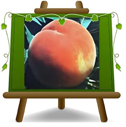 Pêches à la pulpe jaune O’Henry - Plante fruitière sur pot 20 greffé - arbre max 170 cm - 2 ans