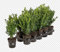 Buje Natural o Buxus Planta de Exterior Ideal para Hacer Cercados Naturales