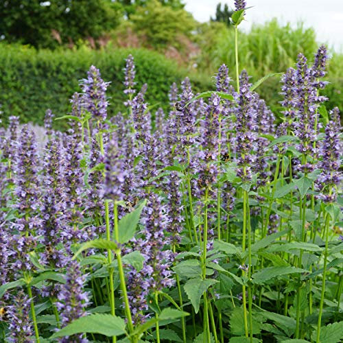 Blumixx Stauden Agastache Rugosa-Hybr. 'Black Adder' - Duftnessel, blauviolett blühend