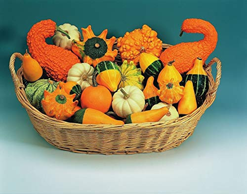 500 Seeds of Ornamental Gourd Small Fruited