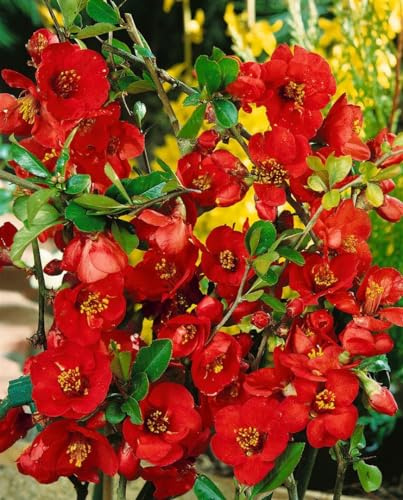 Chaenomeles 'Nicoline' 40-60 cm – Winterhart, Mehrjährig, Pflegeleicht – Zierquitte – Heckenpflanze für Garten & Sichtschutz