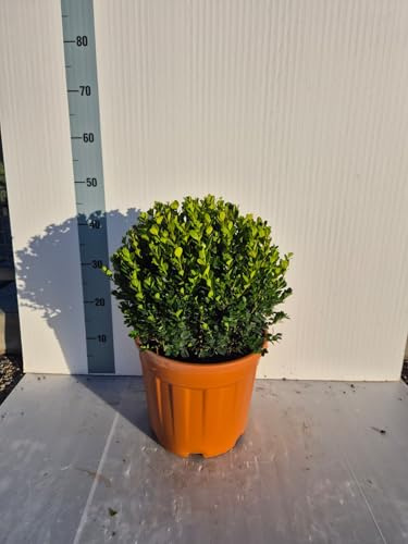 Bosso 'Buxus Faulkner' – Pianta Vera Sempreverde Ornamentale per Siepi e Vasi - Vivai Giulian Giovani Piante