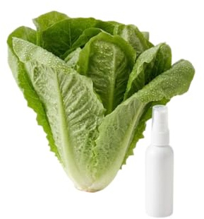 Lechuga Romana DECOALIVE – Semillas para Jardín Soleado y Producción Continua en Casa