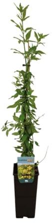 Verdecora Jazmín Amarillo maceta 3L | Jasminum mesnyi | Trepadora de Floración Primavera | Rápido Crecimiento y Flor Amarilla Doble para Vallas y Jardines