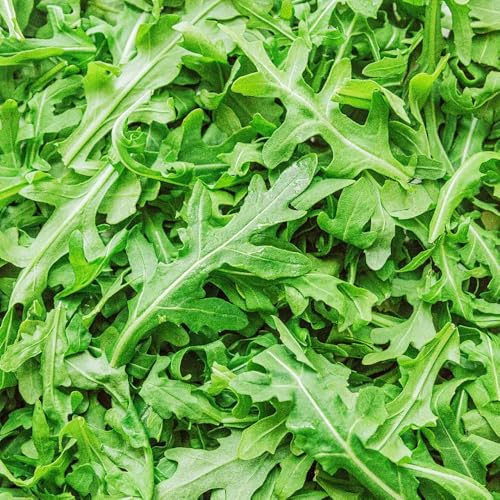 semi di rucola perenne biologica, biologici di rucola resistenti da giardino, rare 200pcs