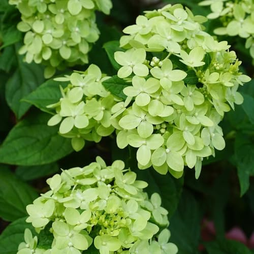 semi di ortensia a pannocchia, tappezzanti rampicanti da esterno balcone serra decorazioni da giardino per esterni giardino sul balcone letto rialzato 10pcs