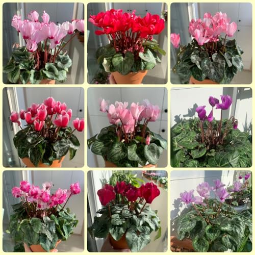 Semi di ciclamino, da balcone resistenti Ciclamino persicum, Le da giardino sono resistenti acquistare un ciclamino resistente resistenti 50pcs