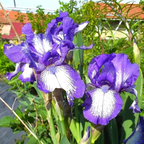 Iriszwiebeln : Iris germanica Bartiris  Autumn Circus  1 Rhizome