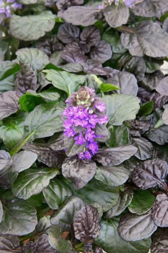 Ajuga reptans 'Catlin's Gigant' 9x9 cm Topf – Winterhart, Mehrjährig, Pflegeleicht – Kriechender Günsel – Bodendecker für Garten & Beet