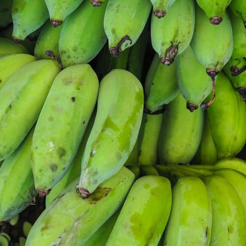 75 piezas semillas banano semillas de interior, de plátano plátano resistente, orgánicas, jardín