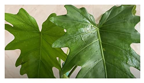 Pcs - 10x Philodendron Davidsonii X P.Lacerum F1 Jardin Plantes - Graines ID991 - Seeds & Plants Shop by Ipsa