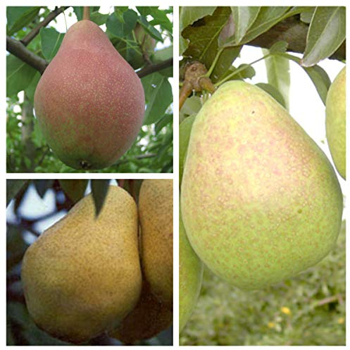 FamilienbaumTrio Birnenbaum Clapps Liebling - Williams Christ - Köstliche von Charneux