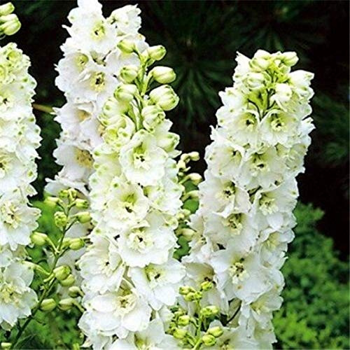 Semi di Fiori Semi di Delphinium Bella pianta da Fiore Giardino domestico Pianta da Fiore Aa