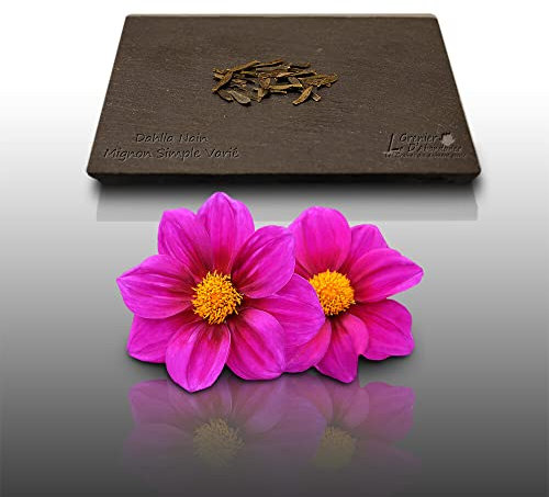 25 graines Fleurs à semer - Le Grenier d'Abondance - DAHLIA Nain mignon simple varié