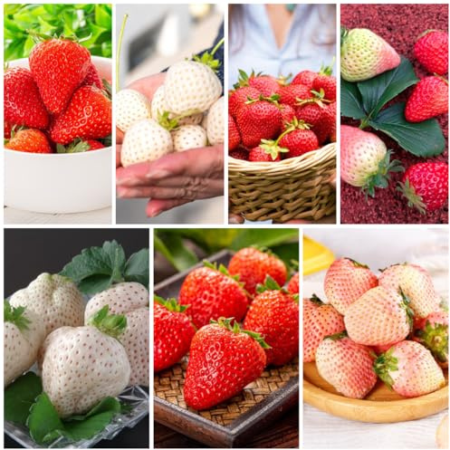 semi di fragola, fragola biologici, giardino sono perenni resistenti perenni, interno da balcone 500pcs