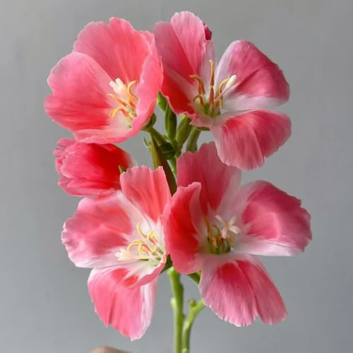 Semillas de azalea de verano - resistentes para el jardín Clarkia amoena - semillas de mariposas semillas de silvestres invernaderos de balcón 250pcs