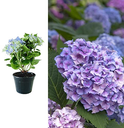 Hydrangea macrophylla 'Nikko Blue' in a 9cm Pot - Ready to Plant - Add Colour to Your Garden (3 Plants)