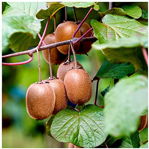 Self-Fertile Kiwi Fruit 'Jenny' Plant in 2L Pot, Ready to Fruit, Tasty Fruit