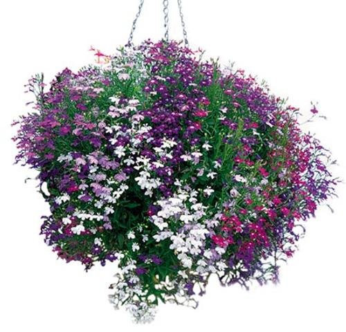 Suttons - Lobelia Seeds - Cascade Mix