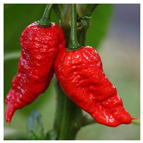 PREMIER SEEDS DIRECT - HOT Chilli Pepper - BHUT JOLOKIA RED - 10 Finest Seeds