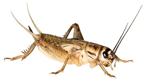 Großpackung 240 Stück große Heimchen in Dosen praktisch verpackt Futterinsekten Futtertiere