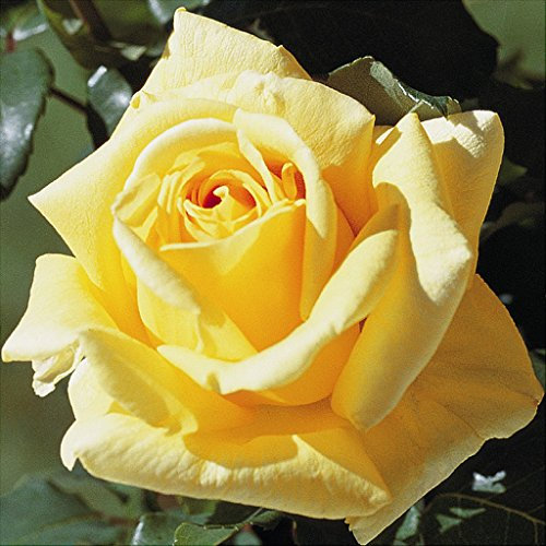 Duftrose d. Provence Marco Polo im 5 Liter Rosentopf