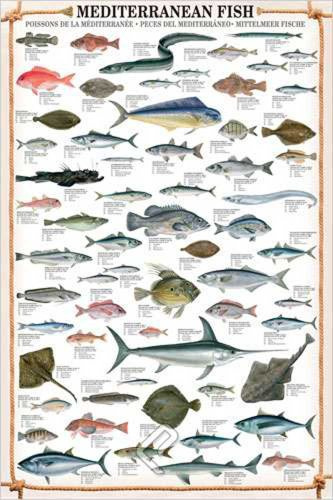 Empire Interactive - Poster, Soggetto: I Pesci del Mediterraneo, con Articolo in Omaggio Multicolore