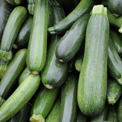 PREMIER SEEDS DIRECT - Italian COURGETTE - Verde DI Milano - 25 Seeds