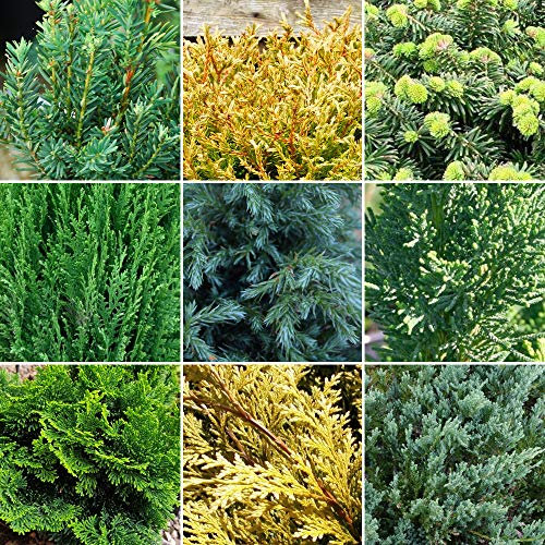 GardenersDream 12 x Mixed Conifer Plants in Pots - Outdoor Garden Ready Hardy Shrubs - Low Maintenance Ornamental Evergreen Outdoor Plants for Rockeries, Patios, and Borders (15-30 cm incl. 9cm Pot)
