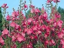 Sidalcea 'Party Girl' / Hardy Perennial/Good Cut Flower and Border Plant/Seeds