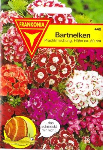 Bartnelke, Nelken, Dianthus barbatus, ca. 250 Samen