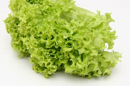 Just Seed - Organic Vegetable - Lettuce - Salad Bowl - 1000 Seeds