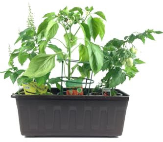 Naschgemüse der Grillsaison im 40cm Kasten Anthrazit!!! je 1 Pflanze Paprika Pflanze (mini Paprika), Topf TomatenpflanzeCocktail Tomate & Strauchbasilikum