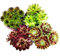 Exotenherz - Hauswurz - Set aus 4 verschiedenen Sempervivum-Sorten