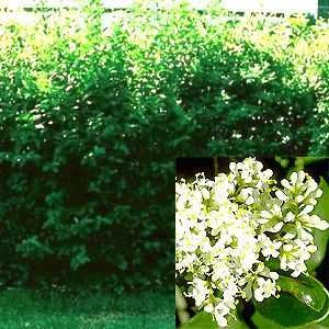 50 Liguster Stecklinge reichen für 10 Meter Hecke