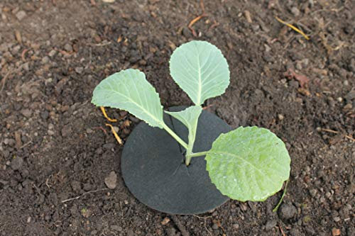 Gardening Naturally Cabbage Collars Deters Root Flies & Repels Slugs Snails Weeds - 12.5 cm (5) Diameter (25)