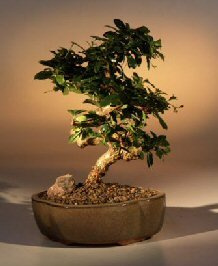 Bonsai Boy Flowering Fukien Tea Bonsai Tree - Medium Curved Trunk Style ehretia microphylla