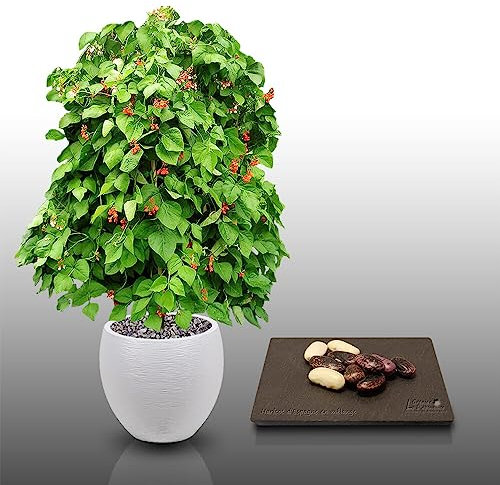 10 graines à semer - Le Grenier d'Abondance - HARICOT D'ESPAGNE - Grimpant h. 3 mètres - Phaseolus coccineus