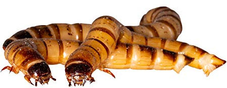 Zophobas gut gefüllte Dose. 50 Gramm lebend und frisch verpackt Futterinsekten, Angelköder