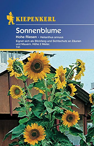 Sperli Blumensamen Sonnenblume Helianthus Hohe Riesen, grün