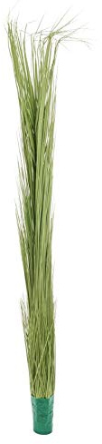 Europalms 127 cm 1 del rörgräs, ljusgrön
