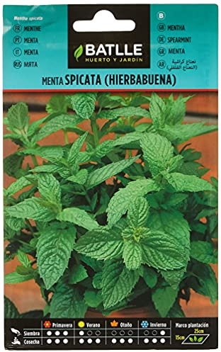 Batlle Kräutersamen - Mentha Spicata/Grüne Minze (Samen - 40-50cm)