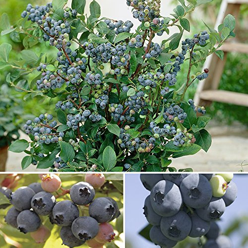 YouGarden Blueberry Collection, Trio of 9cm Potted Plants, Early 'New Hanover', Mid 'Blueray', Late 'Ozark Blue' - Ready to Plant, Garden Colour, Great for Pots