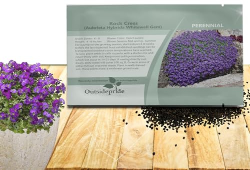 Outsidepride Whitewell Gem Violet Aubrieta Rock Cress Seeds - 10000 Pcs Perennial Flower Seeds, Easy to Grow, Low Maintenance, Cascading & Low Growing, for Baskets, Rock Walls, or Ground Covers