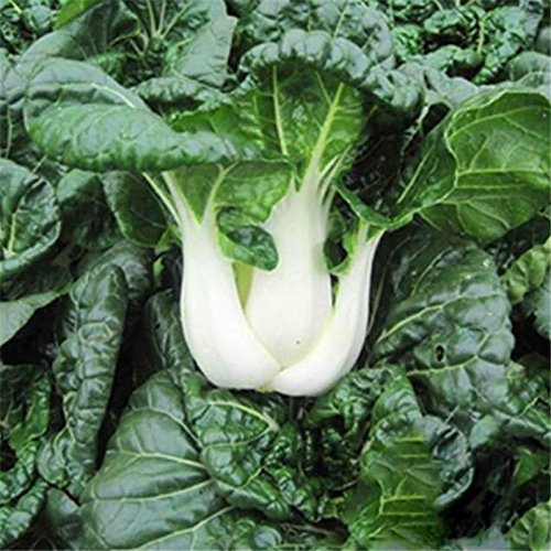 Pak Choi Bok Choy chinois Chou Graines saines Bio Graines de légumes pour Home Garden, High Yield facile à cultiver 100 graines, Bok choy A5, As Show in Description
