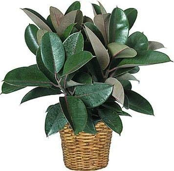 Ficus Elastica Gummibaum 8 Samen